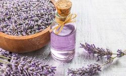 Lavanta Yağı Faydaları Nelerdir?