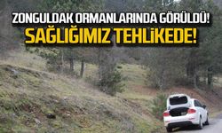 Zonguldak ormanlarında görüldü... Sağlığımız tehlikede