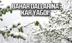 Bahar dallarına kar yağdı!