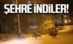 Domuzlar şehre indi!