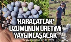 Alaplı'da 'Karaçatlak' üzümünün üretimi yaygınlaşacak