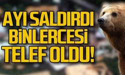 Ayı saldırdı... Binlercesi telef oldu