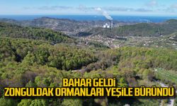 Bahar geldi Zonguldak ormanları yeşile büründü