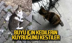 Büyü için kedilerin kuyruğunu kestiler!