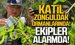 Katil Zonguldak ormanlarında... Ekipler alarmda!