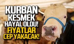 Fiyatlar cep yakıyor... 2023 Kurbanlık fiyatları!