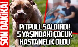 Pitpull saldırdı! 5 yaşındaki çocuk hastanelik oldu