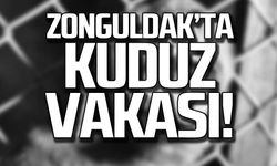 Zonguldak'ta bir kuduz vakası!