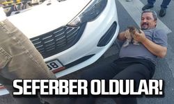 Yavru kedi için seferber oldular!