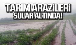 Zonguldak'ta tarım arazileri sular altında kaldı!
