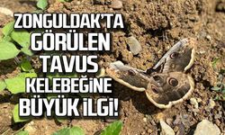 Zonguldak'ta görülen Tavus kelebeğine büyük ilgi!