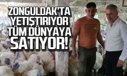 Zonguldak'ta yetiştirip tüm dünyaya satıyor!