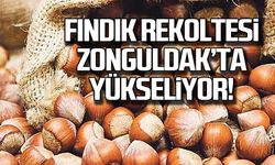 Fındık rekoltesi  Zonguldak'ta yükseliyor!