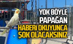 Yok böyle papağan! Haberi okuyunca şok olacaksınız