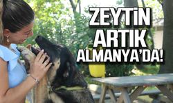 'Zeytin', Zonguldak'tan Almanya'ya sahiplendirildi!