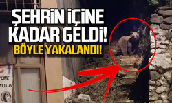 Şehrin içine kadar geldi! Böyle görüntülendi!