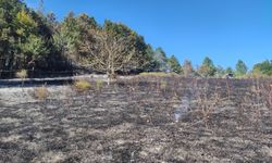 Kastamonu'daki orman yangını büyümeden söndürüldü!