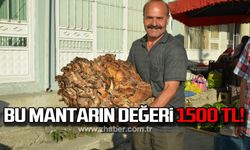 Bu mantarın değeri 1500 TL!