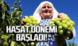 Üzümde hasat dönemi başladı!