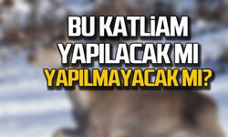 Kızılgeyiklerin akıbeti ne olacak? Bu katliam yapılacak mı, yapılmayacak mı?