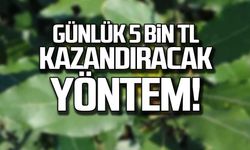 Zonguldak, Bartın ve Kastamonu’da günlük 5 bin lira kazandıracak yöntem