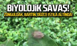 Biyolojik savaş! Zonguldak, Bartın, Düzce istila altında!
