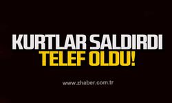 Kurtlar saldırdı telef oldu!