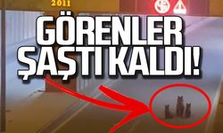 Şehir merkezinde yakalandılar! Görenler şaştı kaldı!