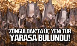 Zonguldak'ta üç yeni tür yarasa bulundu!