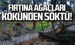 Zonguldak'ta fırtına ağaçları kökünden söktü!