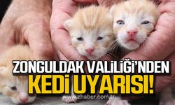 Zonguldak Valiliği'nden kedi uyarısı!