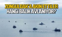 Balıkçılar Zonguldak'a akın etti! Hangi balık avlanıyor?
