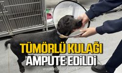 Zonguldak’ta Zeytin isimli köpeğin kulağı tümör nedeniyle ampute edildi!