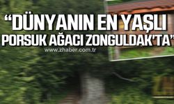 Dünyanın en yaşlı porsuk ağacı 4120 yaşında Zonguldak’ta!