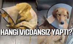 Zonguldak'ta vurulan köpeğe hayvanseverler sahip çıktı!