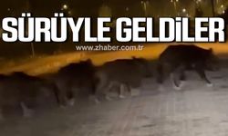 Zonguldak'ta aç kalan domuzlar sürüyle şehre indi!