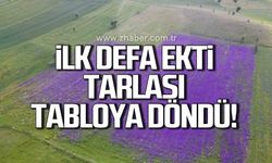 İlk defa ekti! Tarlası adeta tabloya döndü!