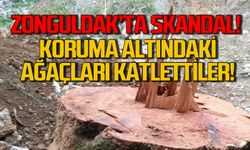 Zonguldak'ta koruma altındaki ağaçları katlettiler!