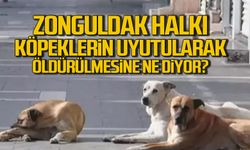 Zonguldaklılar köpeklerin uyutulması için ne düşünüyor?