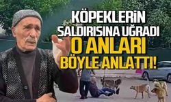 Zonguldak'ta sokak köpeklerinin saldırısına uğrayan depremzede yaşadıklarını anlattı!