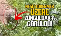 Nesli tükenmek üzere! Zonguldak'ta görüldü