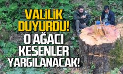 Zonguldak'ta 1183 yaşındaki ağacı kesenler yargılanacak!
