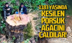 1183 yaşında kesilen porsuk ağacını çaldılar!