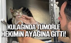 Zonguldak'ta kulağında tümör olan kedi veteriner hekimin ayağına gitti!