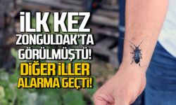 İlk kez Zonguldak'ta görülmüştü! O böcek için alarma geçtiler!