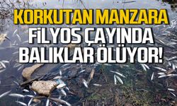 Korkutan manzara! Filyos Çayı'nda balıklar ölüyor!