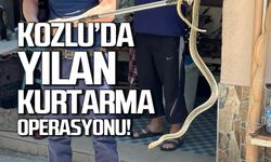 Kozlu'da yılan kurtarma operasyonu!