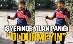 Alaplı'da iş yerinde yılan paniği! "Öldürmeyin"