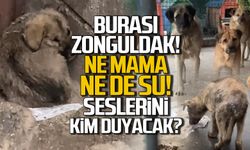 Burası Zonguldak'ta bir barınak! Yavruların sesini kim duyacak?