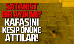 Satanist bir ayin mi? Bartın'da kesik kedi kafası ortalığı karıştırdı!